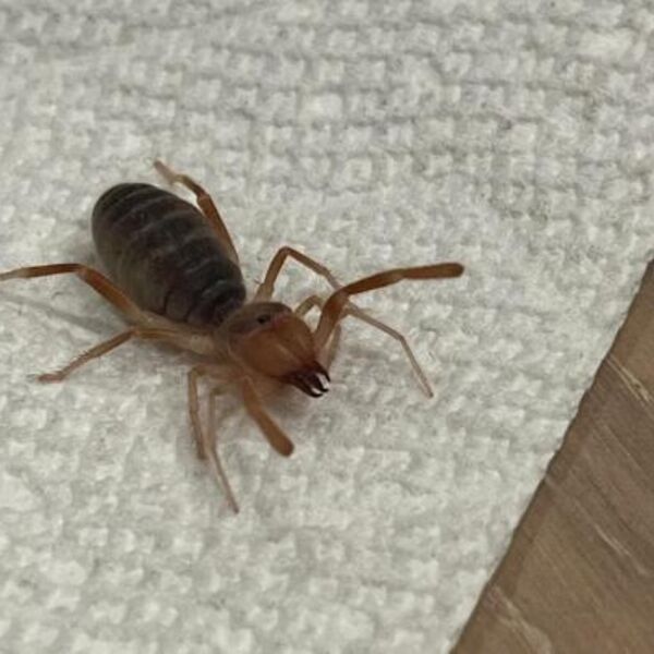 "IMA GADAN UGRIZ, POJEŠĆE I ŠKORPIJU AKO BUDE IMAO PRILIKU": Snimio OPASNU BUBU, kad je saznao šta je ZALEDIO SE