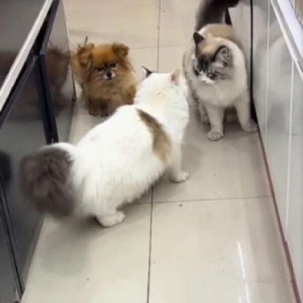 IMA DA SE ZNA KO JE ŠEF: Mačka u par sekundi ZAVELA RED, pokazala ko je glavna faca, ljudi ne prestaju DA SE SMEJU