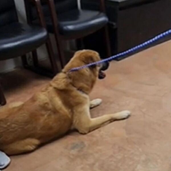 TUŽAN PAS RASPLAKAO SVE LJUDE NA MREŽAMA: Vlasnici ga ODBACILI posle samo 2 godine, njegova reakcija SLAMA SRCE