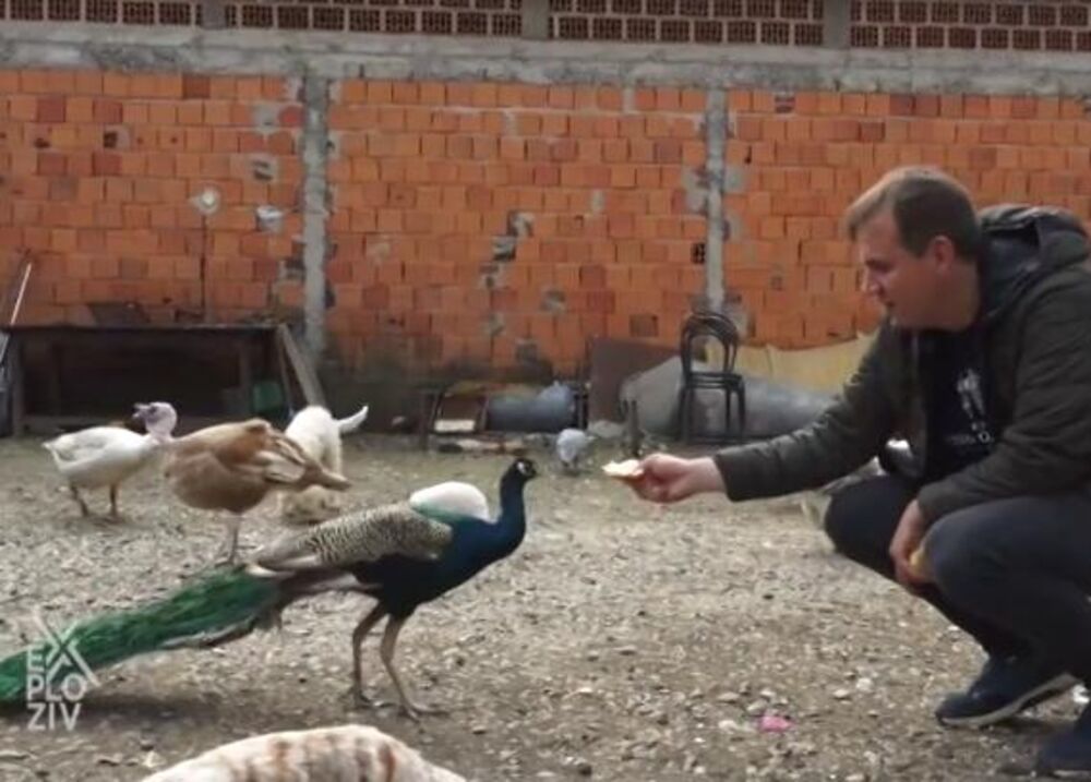 Miloš sa svojim paunovima