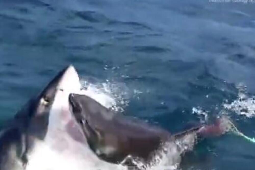 SNIMAK BRUTALNOG OBRAČUNA 2 BELE AJKULE: Voda odjednom postala KRVAVA, a onda su se ukazale STRAVIČNE RANE