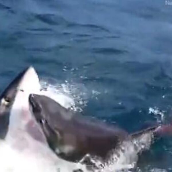 SNIMAK BRUTALNOG OBRAČUNA 2 BELE AJKULE: Voda odjednom postala KRVAVA, a onda su se ukazale STRAVIČNE RANE