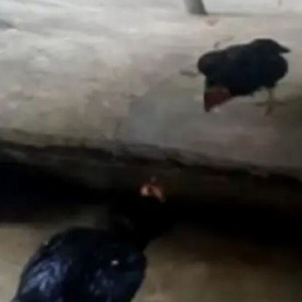 KOKOŠKA SE VIDELA U OGLEDALU, PA URADILA NEŠTO NEOČEKIVANO: Ljudi vračaju snimak iznova, u neverici (VIDEO)