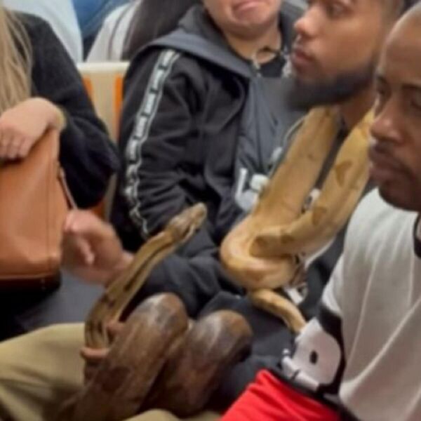 ČOVEK UNEO OGROMNE ZMIJE U PREVOZ, PA KRENUO DA RADI OVO: Ljudi se FRAPIRALI, nisu znali šta ih je SNAŠLO (VIDEO)