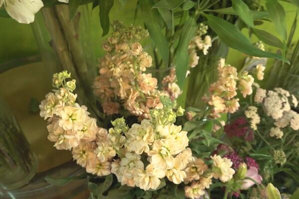 Ako odete na odmor, evo kako da vam biljke ne uvenu nikad: Potrebna je samo jedna stvar