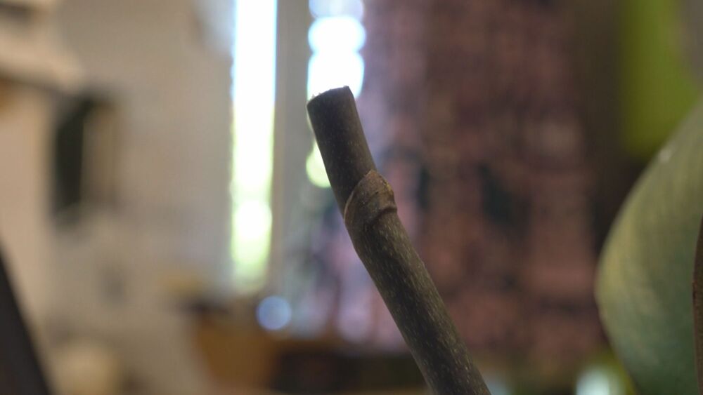 Nikola Mihajlović, Orhideje, Cveće