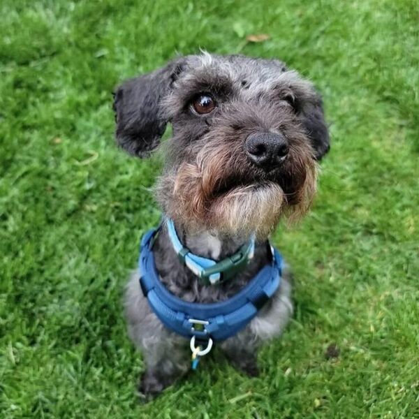 OVO JE 5 NAJČUDNIJIH RASA PASA KOJI PRAVE SPEKTAKL GDE GOD SE POJAVE: Vlasnici se veoma ponose njima (FOTO)