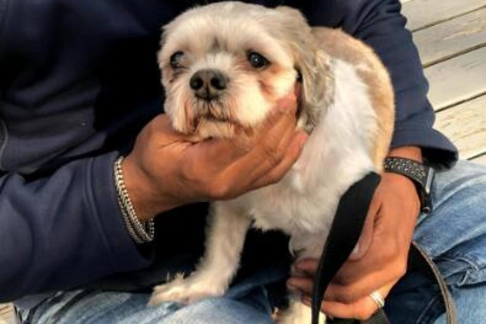 Ako vaš pas preterano dahće i balavi to znači samo jedno: Pripazite, to može dovesti u ozbiljan zdravstveni problem