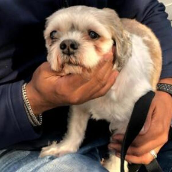 Ako vaš pas preterano dahće i balavi to znači samo jedno: Pripazite, to može dovesti u ozbiljan zdravstveni problem