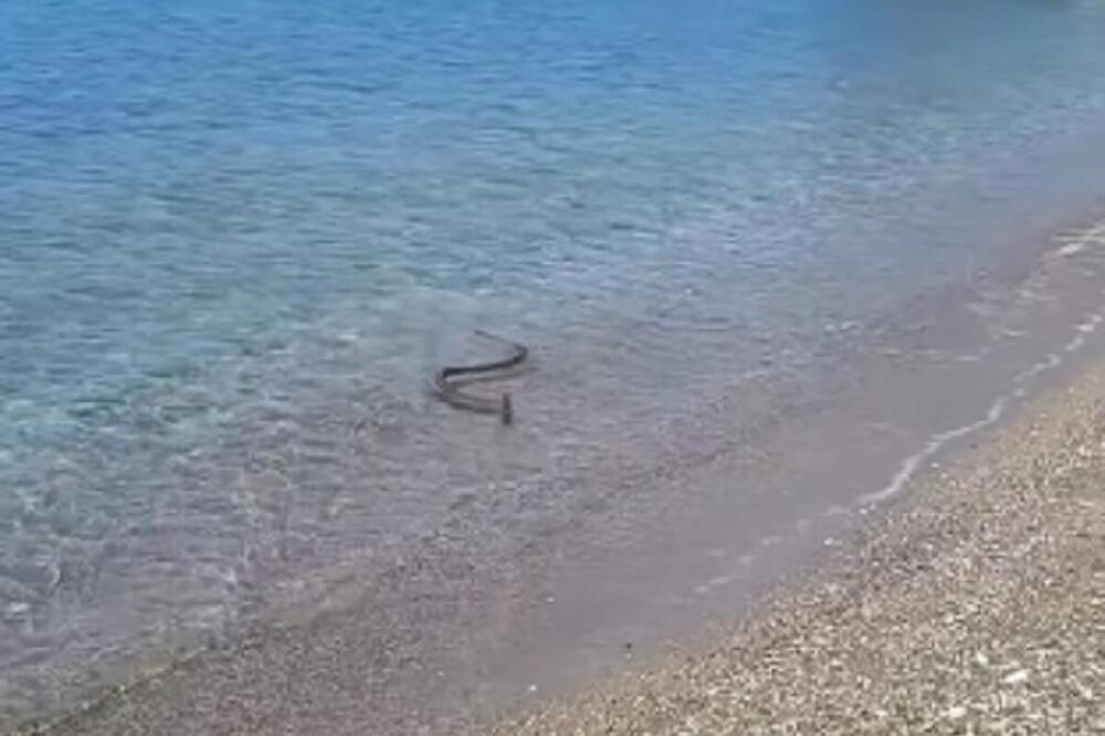 JEZIV PRIZOR NA OMILJENOM LETOVALIŠTU SRBA: Ovo stvorenje je IZRONILO iz mora i PREPLAŠILO TURISTE - pazite se