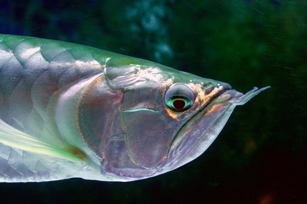 RIBA DRAGANA KOSI TURISTE PO GRČKOJ, SVE VEĆI BROJ PRIJAVA: Krije se u pesku, ubacuje otrov u telo, ovo su simptomi