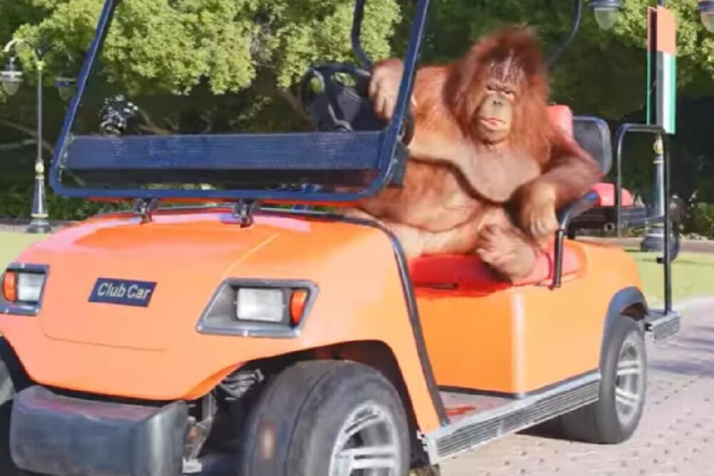 POGLEDAJTE ŠTA ORANGUTAN PO IMENU RAMBO VOZI: Ima nekoliko AUTOMOBILA, kaže da najviše voli svoj PORŠE (VIDEO)