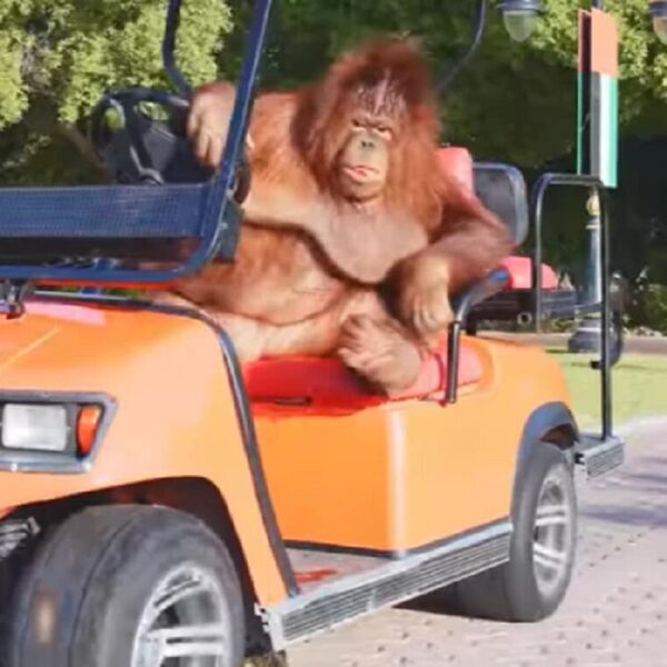 POGLEDAJTE ŠTA ORANGUTAN PO IMENU RAMBO VOZI: Ima nekoliko AUTOMOBILA, kaže da najviše voli svoj PORŠE (VIDEO)