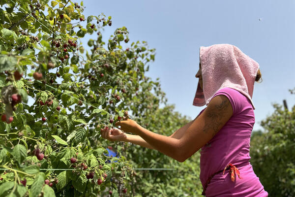 BERAČI MALINA NE STAJU NI NA 40 STEPENI, A EVO KOLIKO PARA PRIMAJU ZA TO: Na glavu i leđa stavljaju peškir (FOTO)