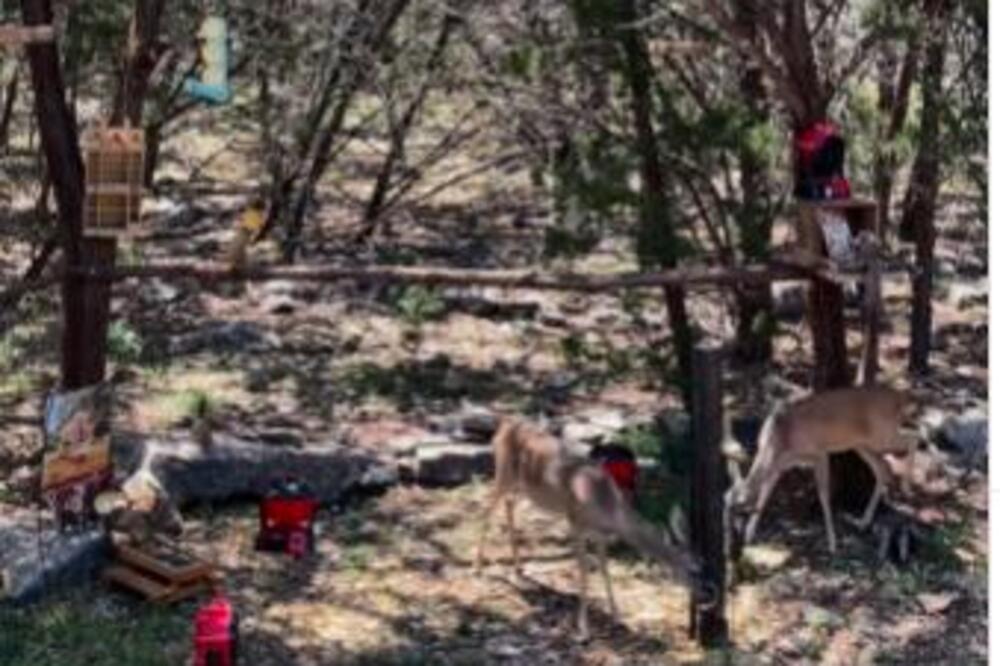POSTAVILA JE VENTILATOR DA OTERA KOMARCE, A ONDA JE VIDELA NJIH: Ubrzo, život joj se PROMENIO! (VIDEO)
