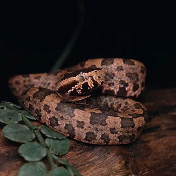 ČOVEKA UJELA OPASNA ZMIJA USRED ZATVORA, EVO ŠTA JE USLEDILO: Jeziva scena u Skoplju