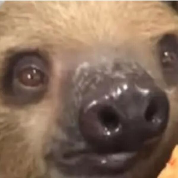 NA OVU VRUĆINU, DONOSIMO VAM SNIMAK KOJI ĆE VAM POPRAVITI DAN: Gledajte samo šta radi ovaj mali lenjivac (VIDEO)