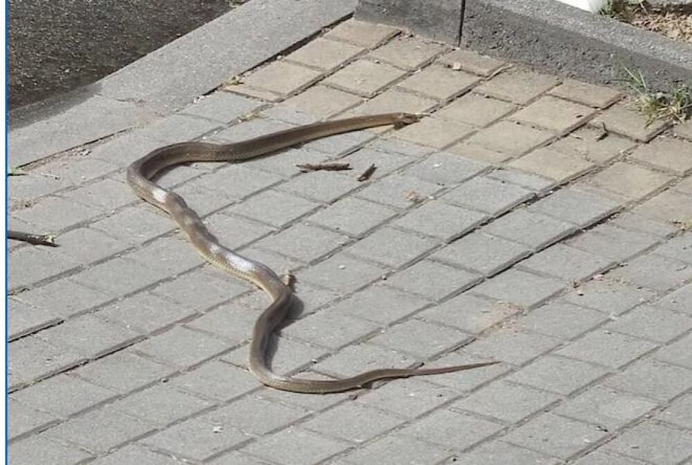 Zmija na ulici