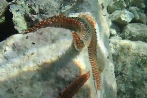 DRAMA NA JADRANU, VATRENI CRVI SE POJAVILI NA PLAŽAMA: Njihov ubod izaziva NESNOSAN BOL, obratite PAŽNJU!