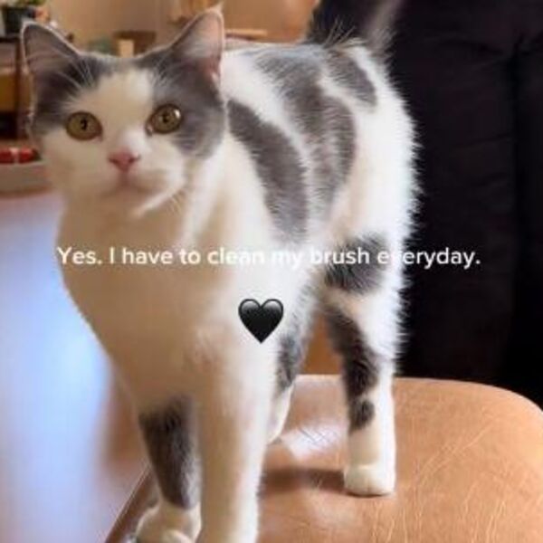 ČIM VIDI DA SE VLASNICA ČEŠLJA ONA URADI OVO: Milioni ljudi je pregledalo snimak OVE UMILJATE MAČKE i oduševilo se