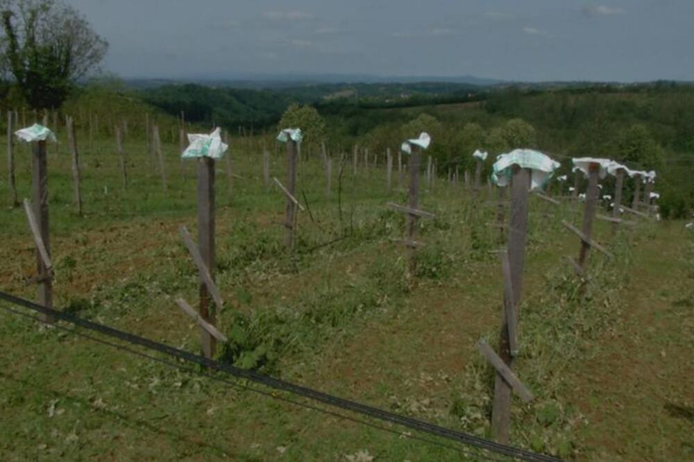 KAKO NAPLATITI ŠTETU U SLUČAJU PRIRODNIH NEPOGODA, AKO VAM IMANJE POGODI GRAD? Bitno je samo da to uradite na VREME