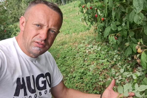 GRAD UNIŠTIO MALINE, OPUSTOŠENI VOĆNJACI U PRIJEPOLJSKOM KRAJU: Njegoš zatekao jad nakon nevremena (FOTO)