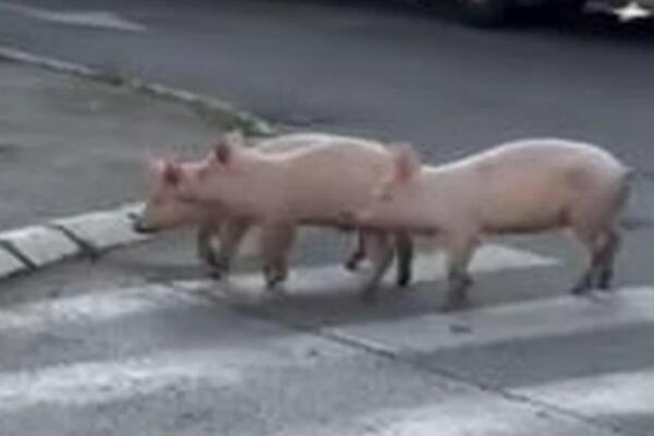 TRI PRASETA PROŠETALA CENTROM KRALJEVA: Ne, nije basna, a gledajte šta ih je isprepadalo (VIDEO)