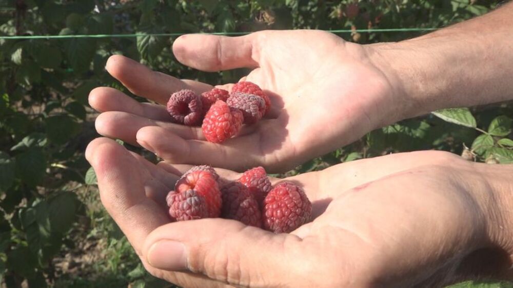 Maline