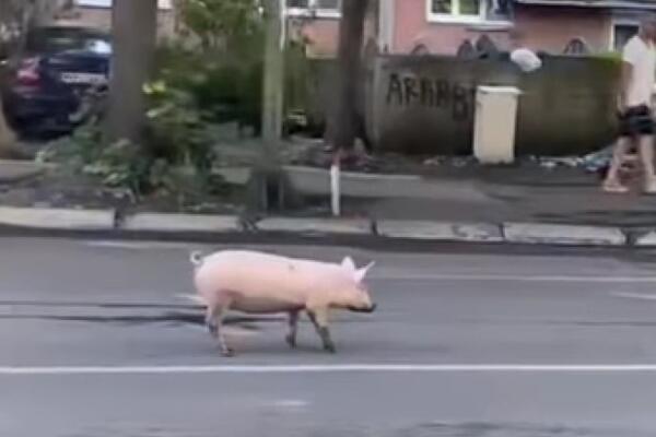 JOŠ JEDNO ODBEGLO PRASE "PROŠETALO" KRALJEVOM: Građani u čudu, otkud OVA NAJEZDA!? (FOTO)