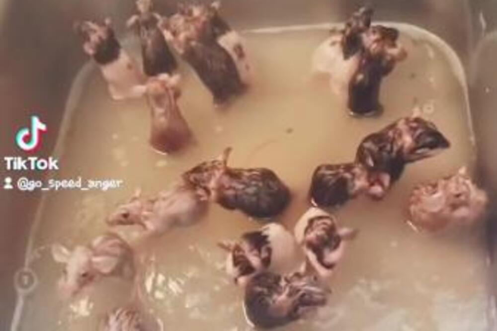 BAKA ŽIVI SA 50 PACOVA U ISTOJ KUĆI I NAZIVA IH BEBAMA: Ono što rade na SNIMKU nije za svačiji stomak... (VIDEO)