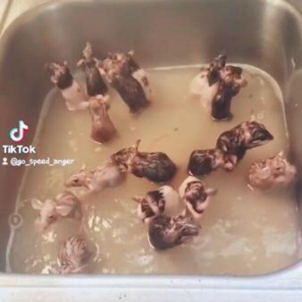 BAKA ŽIVI SA 50 PACOVA U ISTOJ KUĆI I NAZIVA IH BEBAMA: Ono što rade na SNIMKU nije za svačiji stomak... (VIDEO)