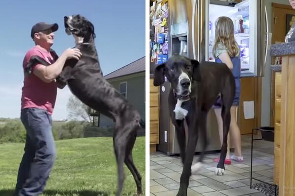 NAJTUŽNIJA VEST KOJU ĆETE DANAS PROČITATI: Uginuo slavni Kevin! (VIDEO)