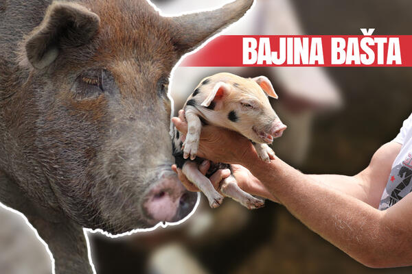 AFRIČKA KUGA SVINJA HARA BAJINOM BAŠTOM, SMRTNOST JE VELIKA! Stručnjaci objašnjavaju za Espreso koliko je to opasno