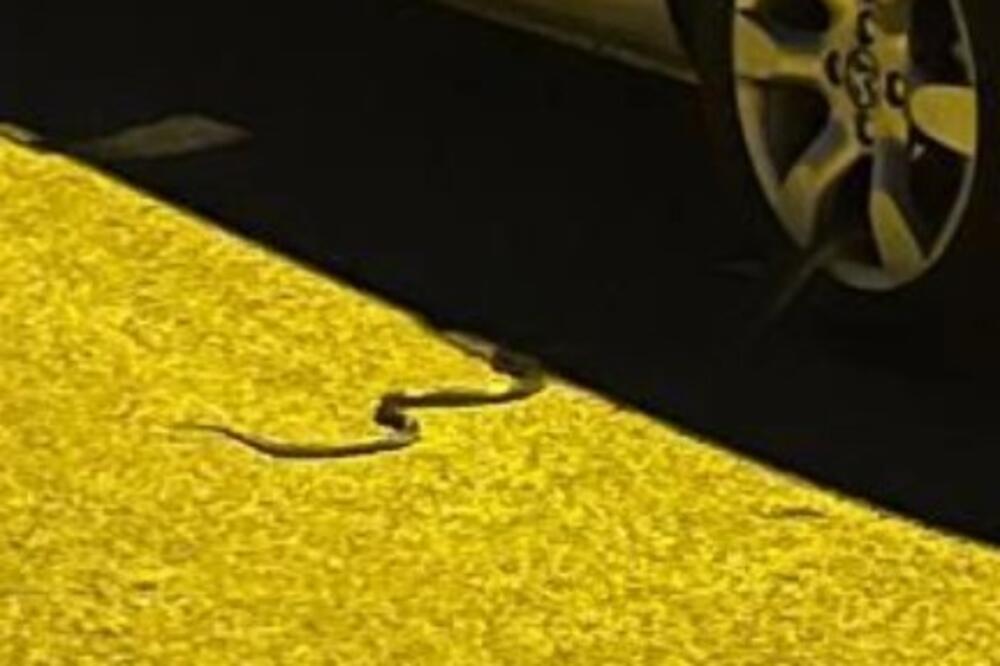 "OVO JE JEZIVO, SVUDA IH JE...": Panika u srpskom gradu, građani u strahu od najezde ZMIJA (FOTO)