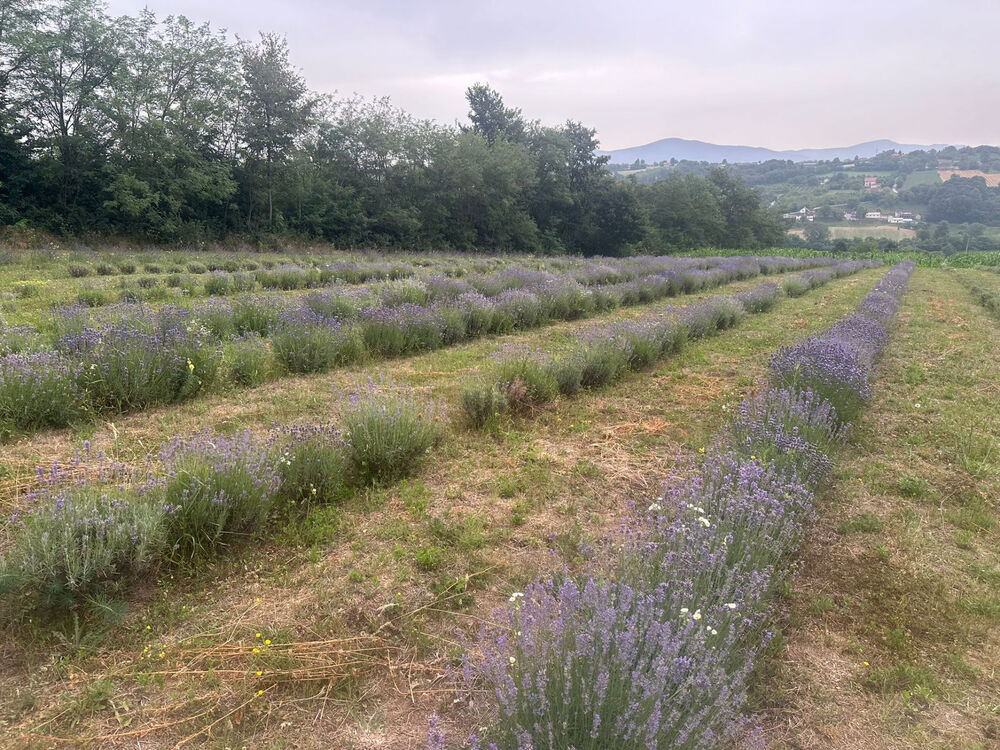 Lavanda