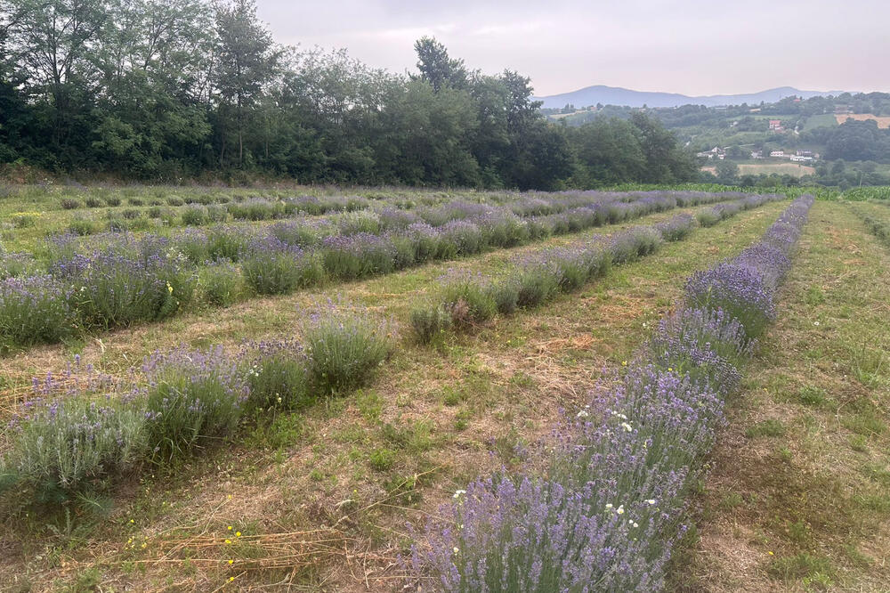 Želeli slobodu, pa raskrčili 30 godina zapušteno imanje: Slobodan i Katarina jedini u Srbiji prave ove proizvode!