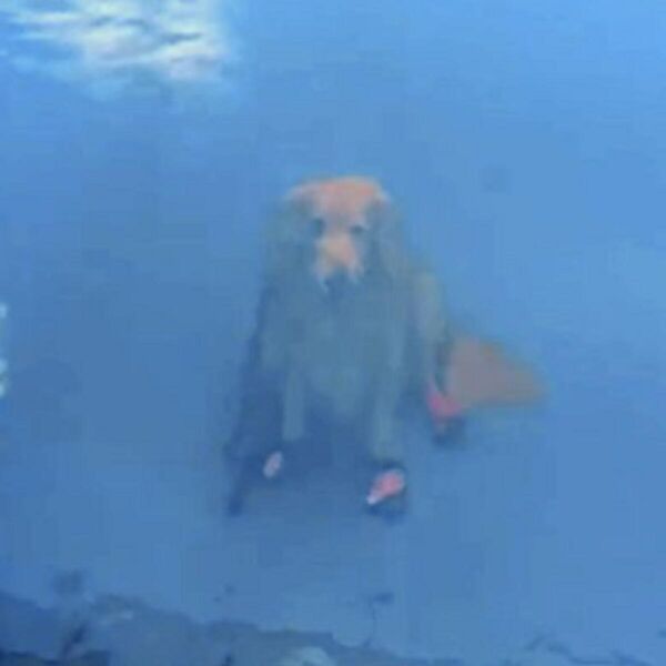 Kratak snimak u kom zlatni retriver sedi na dnu bazena je prestravio sve: Video postao potpuni hit zbog jednog