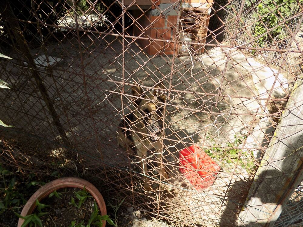 Pobesneli vučjak pritvoren u boks