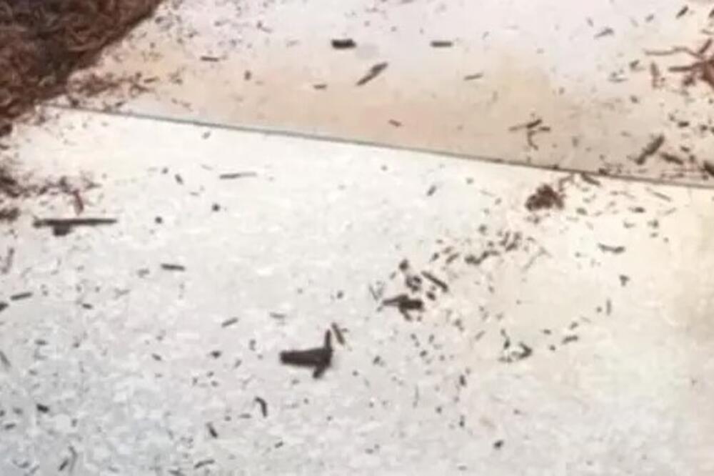 Čula je da joj nešto grebe i lupa po vratima: Kad je otvorila, zgrčila se i pobelela, šta je ovo, au! (VIDEO)