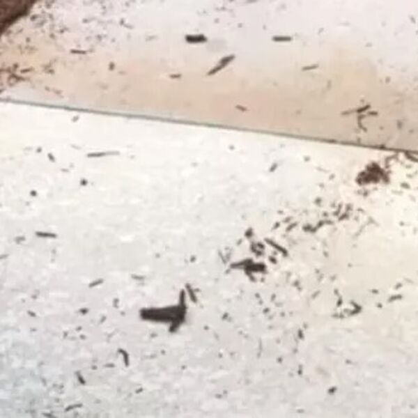 Čula je da joj nešto grebe i lupa po vratima: Kad je otvorila, zgrčila se i pobelela, šta je ovo, au! (VIDEO)