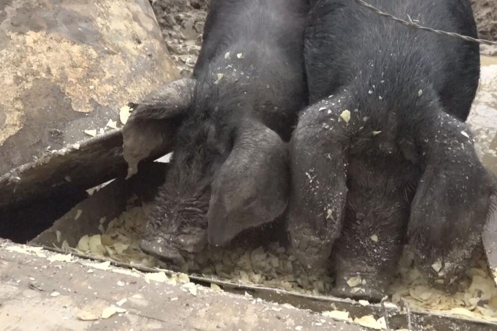 Teška bolest pojavila se u našem komšiluku: Jako je zarazna i uopšte se ne treba igrati