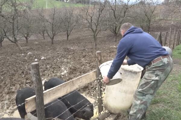 Goran objavio vest koja je zatekla sve meštane sela: Krmača oprasila 22 praseta carskim rezom, ali to nije sve FOTO