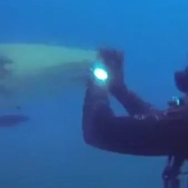 Ronio je i ajkula je počela da mu se približava: Kad je video šta joj je na stomaku, prenerazio se (VIDEO)