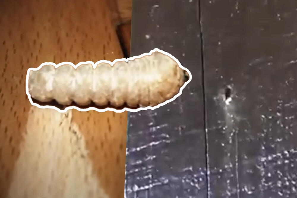 IMATE PROBLEM SA ŽIŽKOM U PARKETU ILI POTKROVLJU? Evo kako da ga sami istrebite, jedna stvar je ključna! (VIDEO)