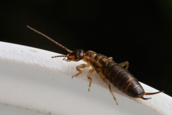 EVO DA LI BUBA UŠARA STVARNO ULAZI U UŠI I DA LI MOŽE DA POVREDI BUBNU OPNU: Mužijak je jači i opasniji!