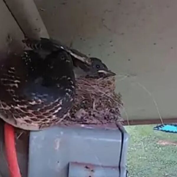 Postavili su kamere da prate kada će ptiči da se izlegu: Umesto prelepog prizora, dočekao ih je krvoločan horor