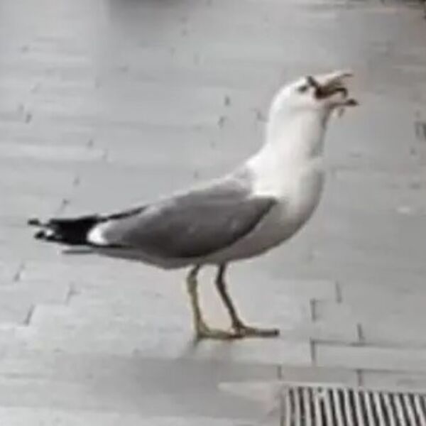 Galeb je napao pacova, a kamerman sve zabeležio: U jednom momentu čovek je vrisnuo, snimak nije za osetljive