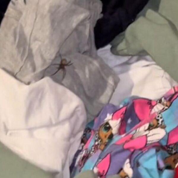 Žena slagala dečiji veš, pa naišla na najgoru noćnu moru: Pauk je ostavio ovo za sobom, smučio joj se život odmah