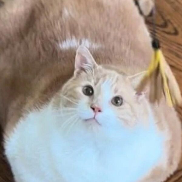 Bio je prava debeljuca, a onda se pretvorio u ovo: Evo kako sada izgleda neodoljivi mačak Aksel (VIDEO)