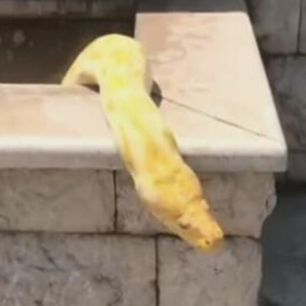 PRIZOR IZ CRNE GORE ĆE VAS PRESTRAVITI U SEKUNDI: Nije za one sa slabim srcem, od ovoga može da se rikne! (VIDEO)